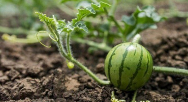 Jak zasadit a pěstovat meloun na sibiři?